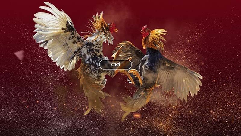 Đá Gà Khmer: Trực Tiếp, Hôm Nay, Thomo, C3, Campuchia 5 Da-ga-khmer-net-van-hoa