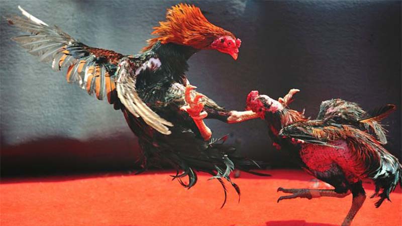 Đá Gà Khmer: Trực Tiếp, Hôm Nay, Thomo, C3, Campuchia 6 Da-ga-khmer-noi-soi-dong