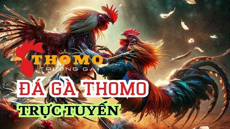 Đá Gà Khmer: Trực Tiếp, Hôm Nay, Thomo, C3, Campuchia 7 Da-ga-khmer-tham-gia