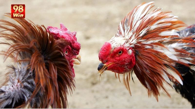 Đá Gà 98win - Trải Nghiệm Hấp Dẫn Môn Thể Thao Truyền Thống 1 loai-hinh-ca-do-o-da-ga-98win