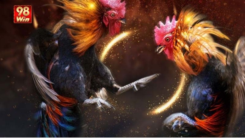 Đá Gà 98win - Trải Nghiệm Hấp Dẫn Môn Thể Thao Truyền Thống 2 huong-dan-tham-gia-ca-cuoc-cac-tran-dau-dien-ra-o-da-ga-98win