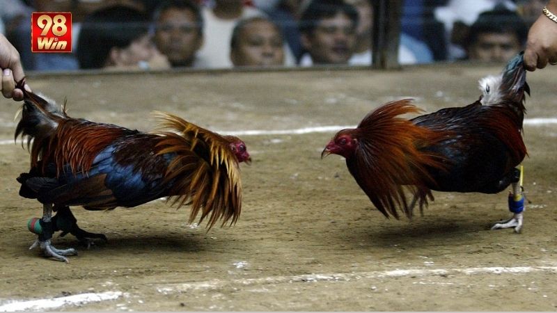 Đá Gà 98win - Trải Nghiệm Hấp Dẫn Môn Thể Thao Truyền Thống 3 nhung-uu-diem-noi-bat-khi-tham-gia-vao-san-choi-truc-tuyen-da-ga-98win