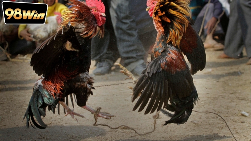 App Xem Đá Gà Miễn Phí - Cách Nhận Biết Và Tải Về Đúng Cách 7 Lưu ý khi sử dụng app xem đá gà để tránh gián đoạn