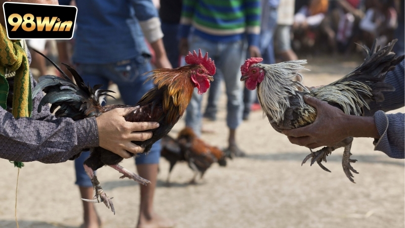 Cá độ đá gà online có hợp pháp không? - Nghiên cứu chuyên sâu. 5 Cá độ đá gà online có hợp pháp không theo quy định của Việt Nam?