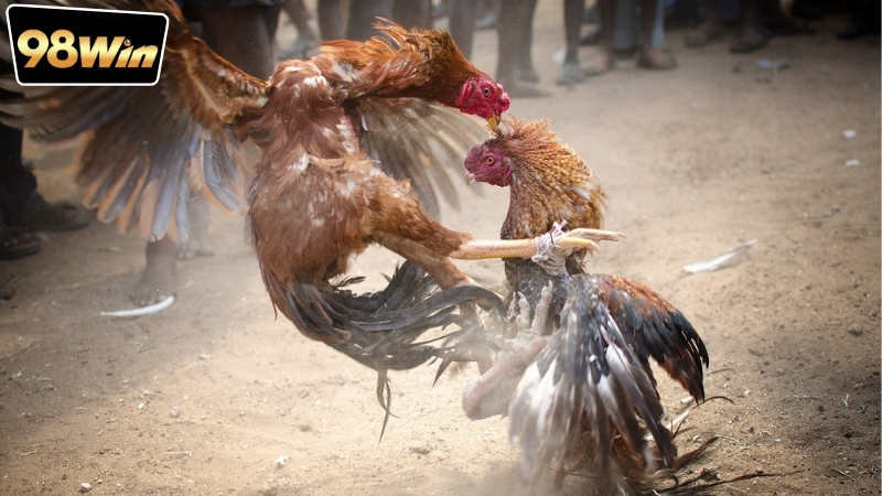 Cá độ đá gà online có hợp pháp không? - Nghiên cứu chuyên sâu. 7 Phân biệt giữa cá độ đá gà online hợp pháp và trái phép