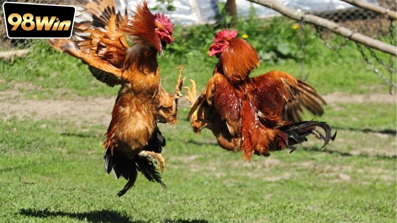 Cá độ đá gà online có hợp pháp không? - Nghiên cứu chuyên sâu. 6 Mức xử phạt hành chính đối với hành vi cá độ đá gà online