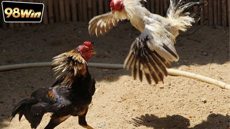 Chơi đá gà tại 98win có an toàn không - Giải đáp nhanh chóng 5 Chơi đá gà tại 98win có an toàn không? Giải thích tường tận nhất.