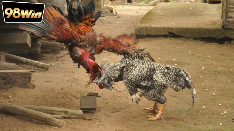 Chơi đá gà tại 98win có an toàn không - Giải đáp nhanh chóng 6 Vì sao người chơi quan tâm chơi đá gà tại 98win có an toàn không?