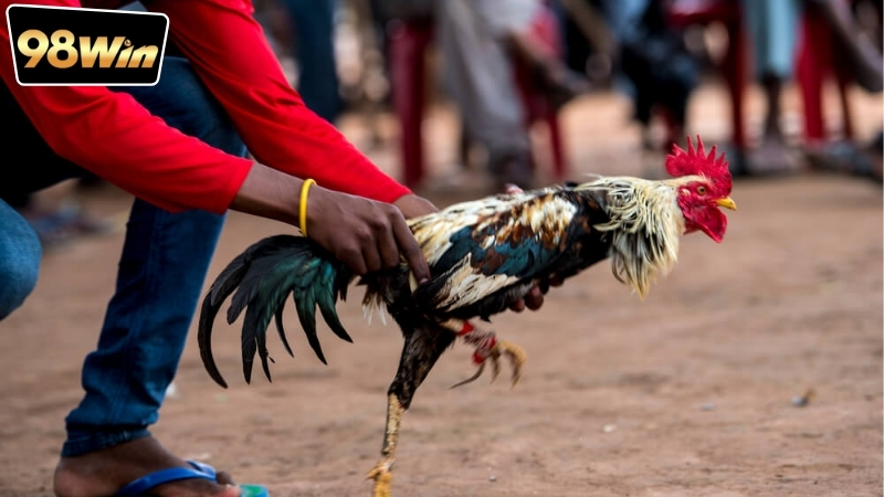 Chơi đá gà tại 98win có an toàn không - Giải đáp nhanh chóng 7 Hệ thống bảo mật có giúp chơi đá gà tại nhà cái 98win an toàn hơn?