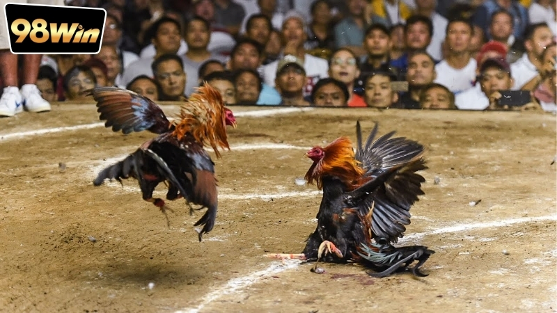 Cược đá gà Campuchia online - Xu hướng mới trong cá cược 6 Hướng dẫn cách cược đá gà Campuchia nhanh và đơn giản