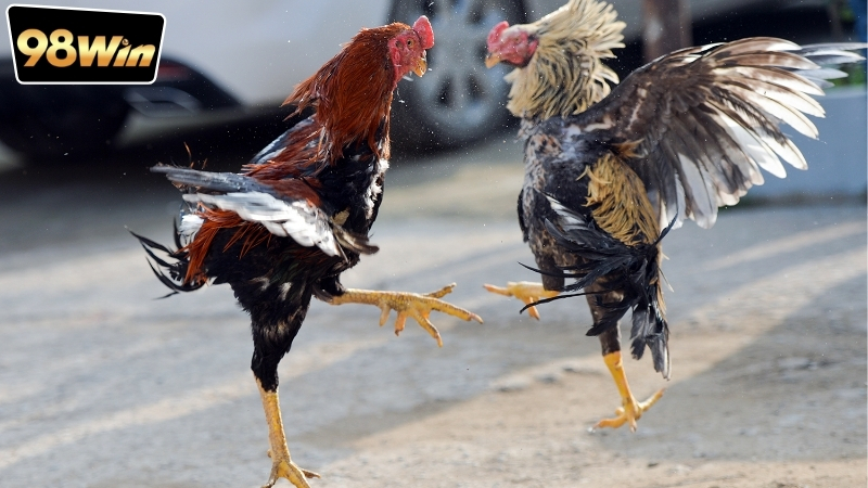 Đá gà rút tiền trong ngày - Sự thú vị và lợi ích không ngờ 5 Đá gà rút tiền trong ngày là gì? Hướng dẫn cho người mới bắt đầu.