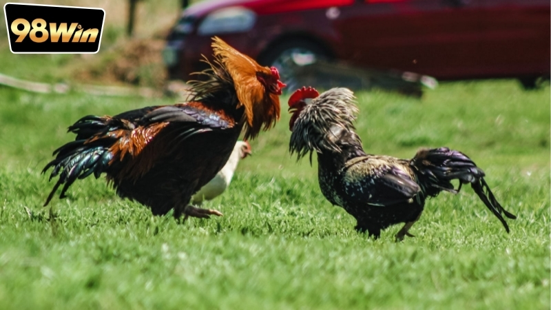 Đá gà rút tiền trong ngày - Sự thú vị và lợi ích không ngờ 7 Điều kiện để được đá gà rút tiền bạn cần biết