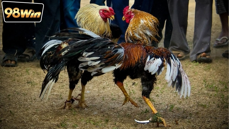 Đá Gà Trực Tiếp Hôm Nay Full HD - Thế Giới Đá Gà Sống Động 5 Dịch vụ đá gà trực tiếp hôm nay full HD là gì?