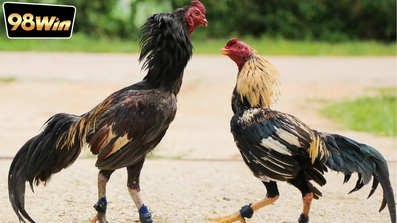 Đá Gà Trực Tiếp Hôm Nay Full HD - Thế Giới Đá Gà Sống Động 6 Cách truy cập dịch vụ đá gà trực tiếp hôm nay full HD nhanh chóng