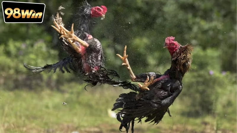 Đá Gà Trực Tiếp Hôm Nay Full HD - Thế Giới Đá Gà Sống Động 7 Ưu điểm nổi bật của dịch vụ đá gà trực tiếp hôm nay full HD