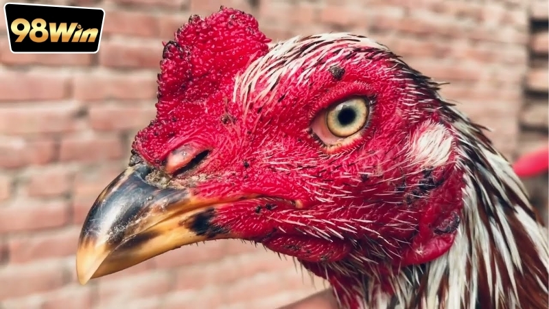 Đặt cược đá gà trên điện thoại - Chơi thú vị và tiện lợi 5 Đặt cược đá gà trên điện thoại là gì? Giới thiệu cho người mới