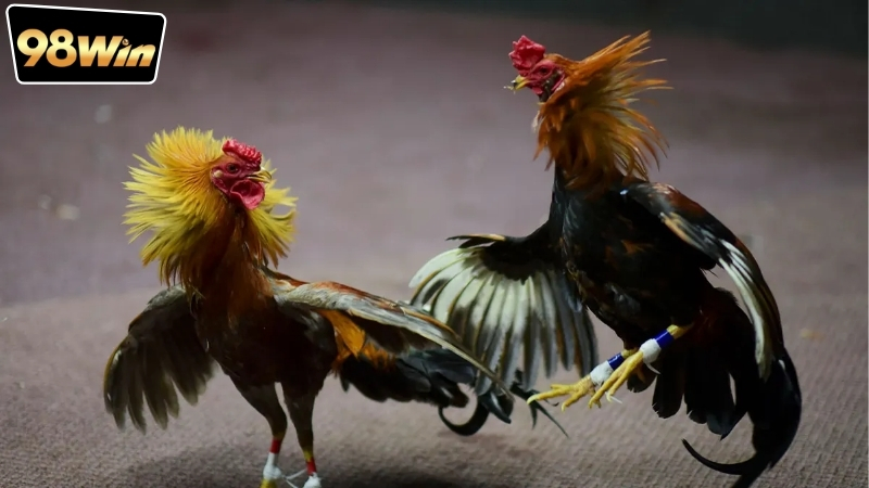 Đặt cược đá gà trên điện thoại - Chơi thú vị và tiện lợi 6 Hướng dẫn chi tiết cách đặt cược đá gà trên điện thoại dễ hiểu nhất