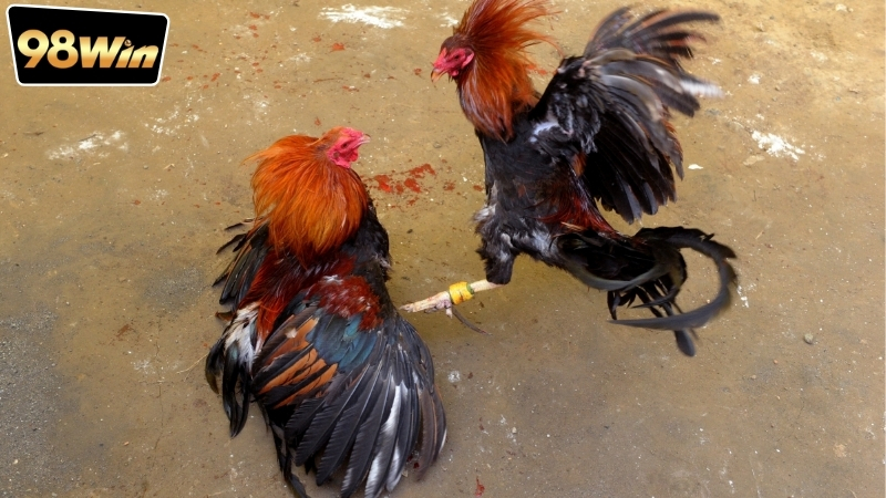 Đặt cược đá gà trên điện thoại - Chơi thú vị và tiện lợi 7 Nhiều nhà cái thường xuyên tung ra các ưu đãi đặc biệt dành riêng cho người dùng di động.