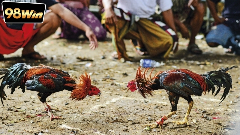 Mẹo bắt kèo đá gà chuẩn xác - Bí quyết chiến thắng 5 Tại sao mẹo bắt kèo đá gà chuẩn xác giúp tăng cơ hội thắng lớn?