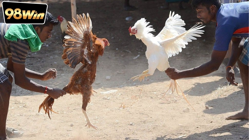 Mẹo bắt kèo đá gà chuẩn xác - Bí quyết chiến thắng 6 Hướng dẫn áp dụng mẹo bắt kèo đá gà chuẩn xác trong từng trận đấu