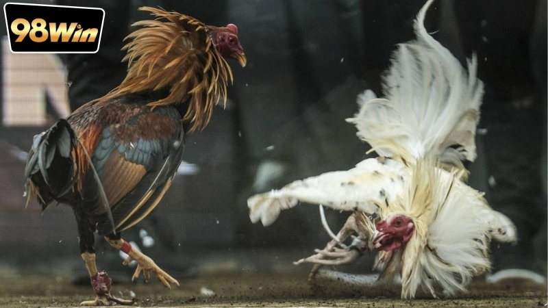 S128 vs SV388 tại 98win - Lựa chọn hoàn hảo cho người đá gà 5 Giới thiệu dịch vụ đá gà S128 vs SV388 tại 98win