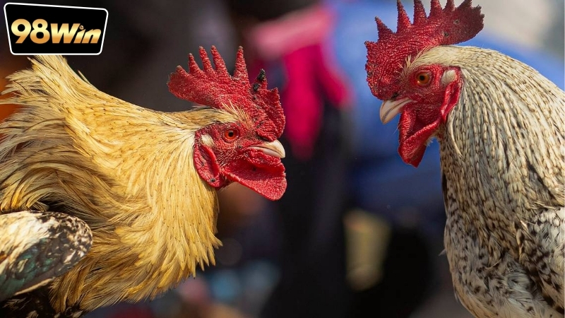 S128 vs SV388 tại 98win - Lựa chọn hoàn hảo cho người đá gà 6 So sánh dịch vụ đá gà S128 vs SV388 tại 98win