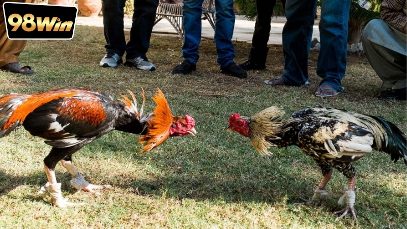 S128 vs SV388 tại 98win - Lựa chọn hoàn hảo cho người đá gà 7 Kinh nghiệm chơi hiệu quả tại đá gà S128 vs SV388 tại 98win