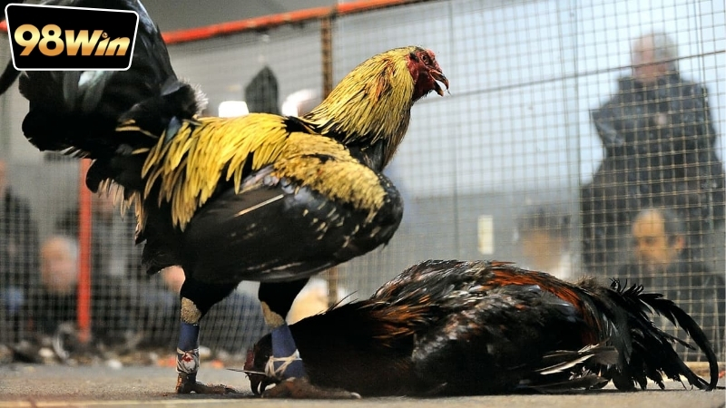 Xem đá gà Thomo live 98win - Trải nghiệm không thể bỏ lỡ 5 Giới thiệu về xem đá gà Thomo live 98win