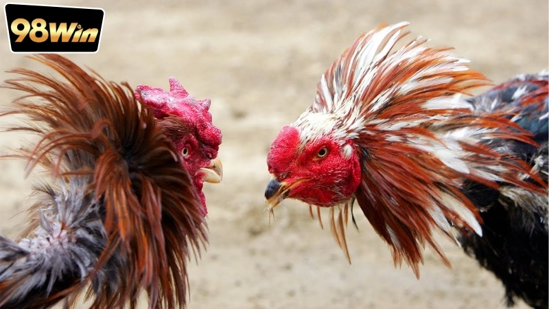 Xem đá gà Thomo live 98win - Trải nghiệm không thể bỏ lỡ 6 Hướng dẫn cách xem đá gà Thomo live 98win đơn giản nhất