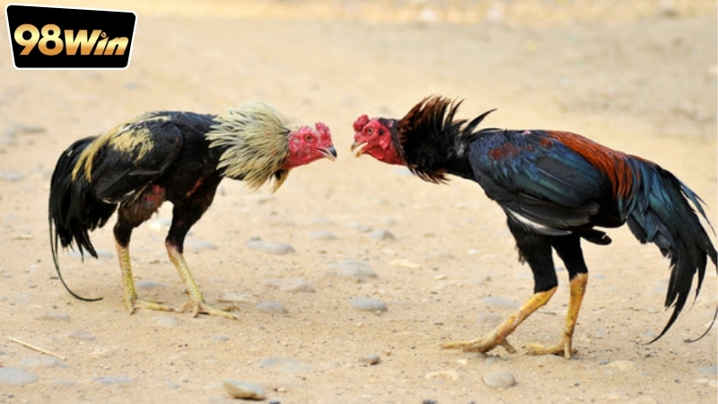 Xem đá gà Thomo live 98win - Trải nghiệm không thể bỏ lỡ 7 Trải nghiệm hình ảnh và âm thanh khi xem đá gà Thomo live 98win