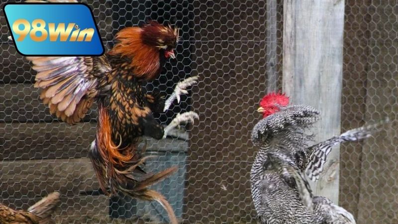 Bình luận đá gà 98Win - Phân tích chi tiết từng trận đấu 5 Giới thiệu về tính năng đá gà và bình luận đá gà 98Win