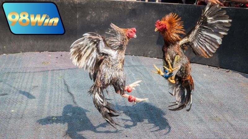 Bình luận đá gà 98Win - Phân tích chi tiết từng trận đấu 6 Cách theo dõi bình luận đá gà 98Win