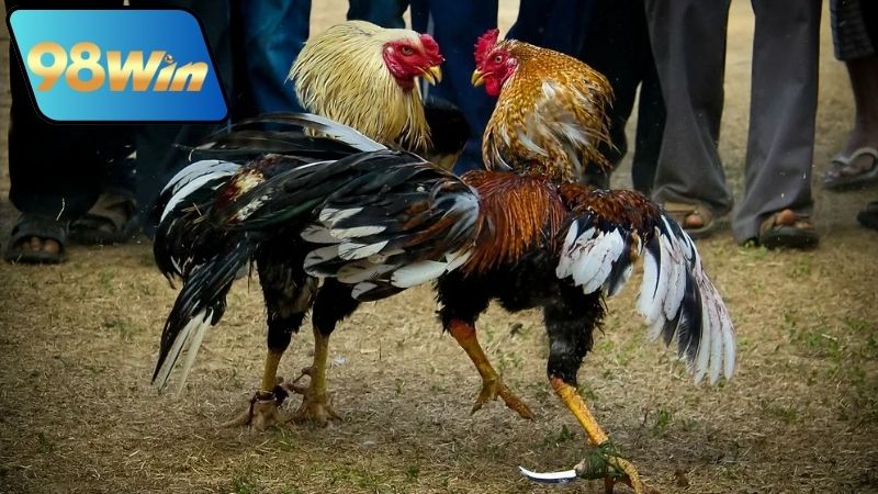 Bình luận đá gà 98Win - Phân tích chi tiết từng trận đấu 7 Lợi ích khi tận hưởng bình luận đá gà 98Win